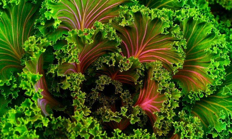 Benefits of Eating Kale