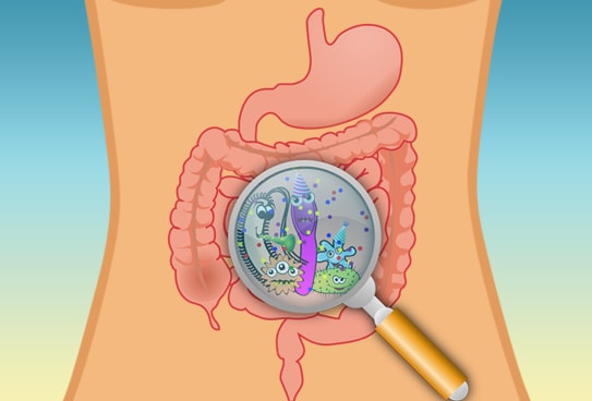 What Causes Bad Bacteria In The Gut